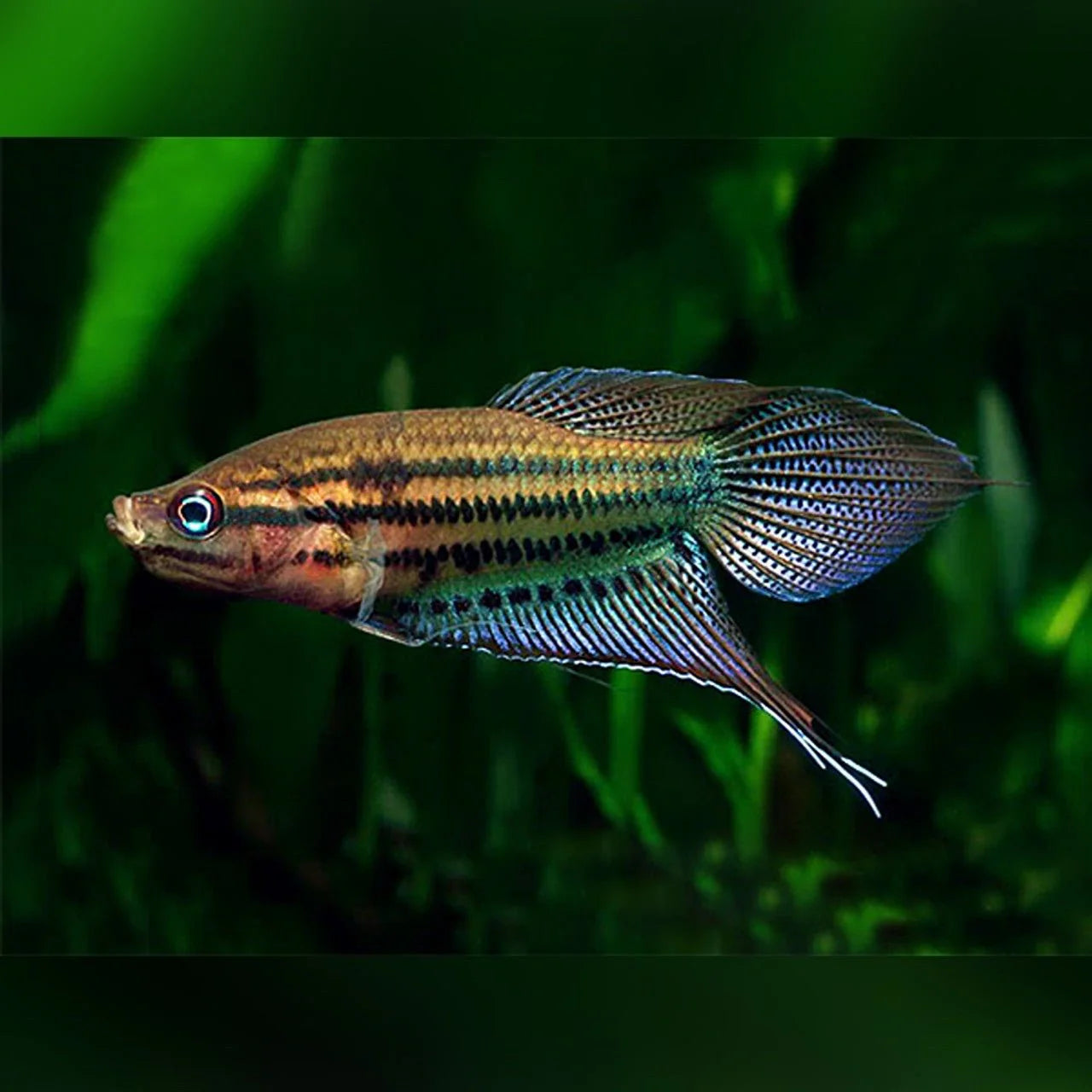 Gourami Croaking - NageoireBleue