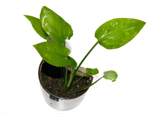 Cryptocoryne Pontederiifolia - NageoireBleue