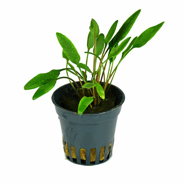 Cryptocoryne lucens - NageoireBleue