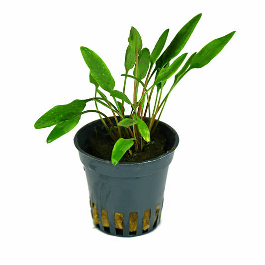 Cryptocoryne lucens - NageoireBleue