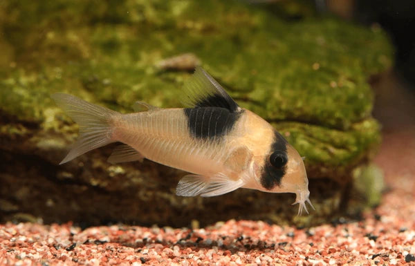 CW51  corydoras (Sur précommande) - NageoireBleue