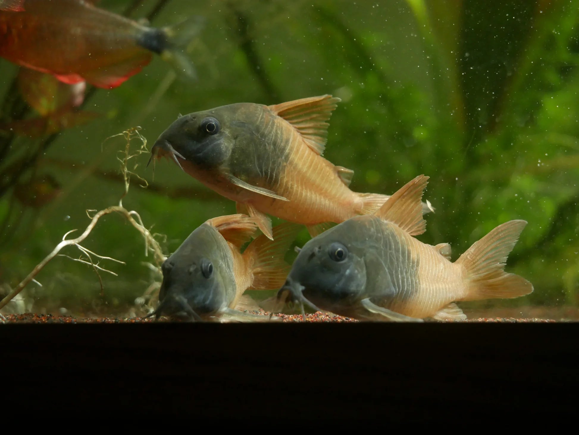 Corydoras CW21 (Sur précommande) - NageoireBleue