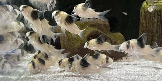 CW51  corydoras (Sur précommande) - NageoireBleue