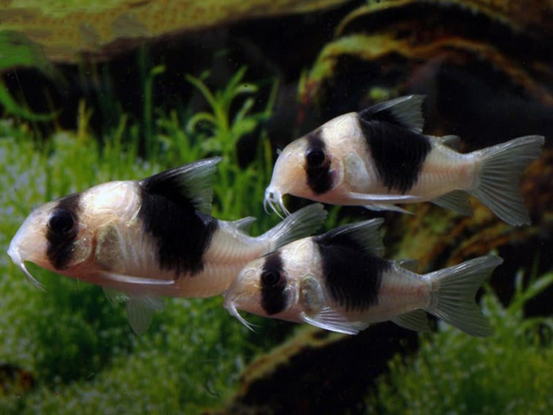 CW51  corydoras (Sur précommande) - NageoireBleue