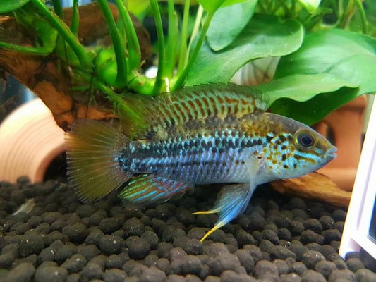 Apistogramma ortegai pebas