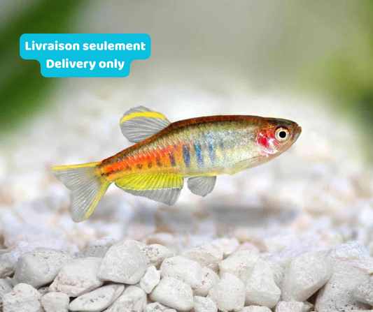 Danio Glowlight (Livraison seulement) - NageoireBleue