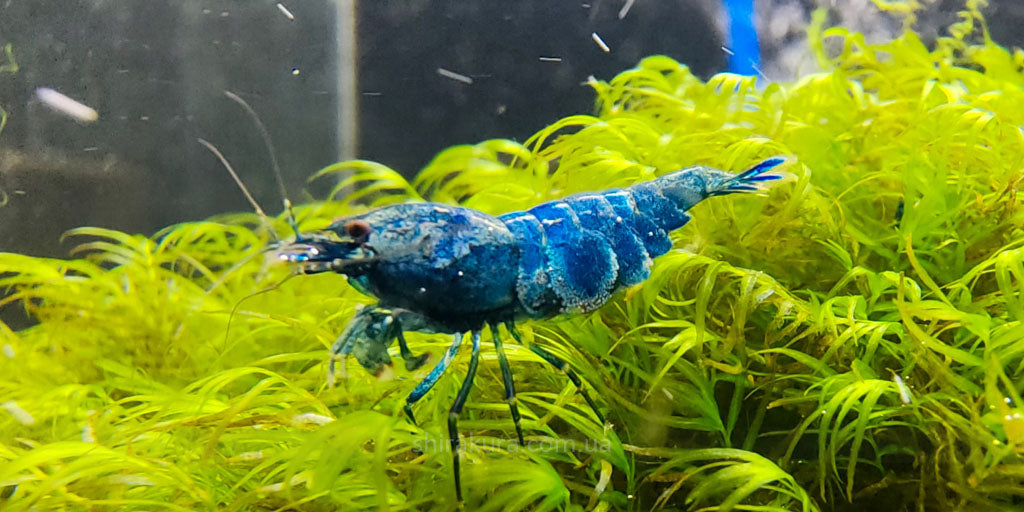 Crevette Bleue Bolt Deep Blue - NageoireBleue