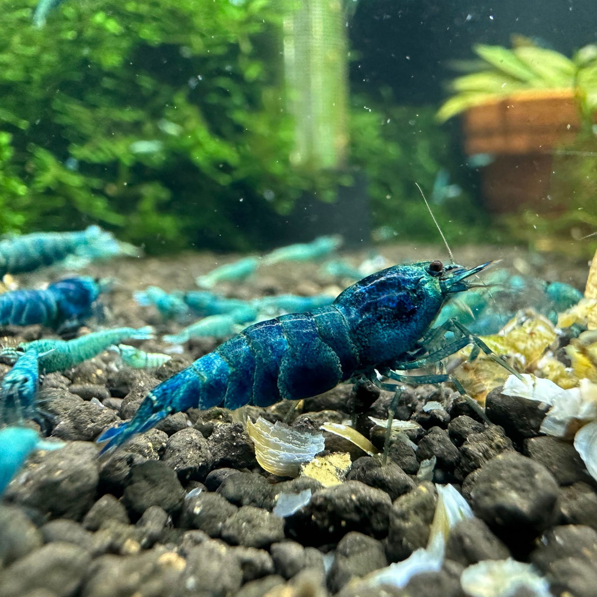 Crevette Bleue Bolt Deep Blue - NageoireBleue