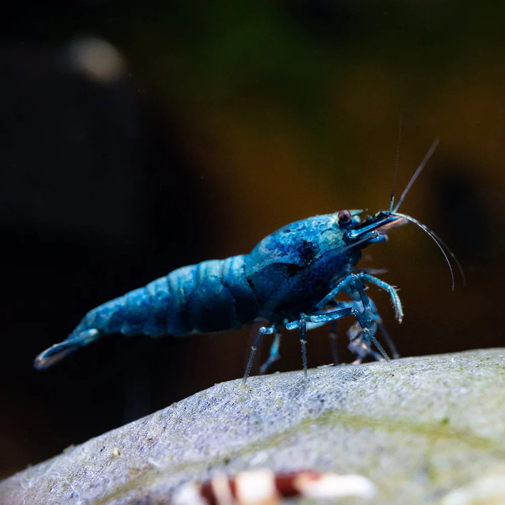 Crevette Bleue Bolt Deep Blue - NageoireBleue