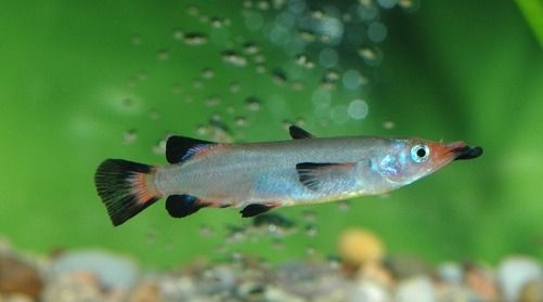 Demi-bec Celebes (Nomorhamphus liemi)