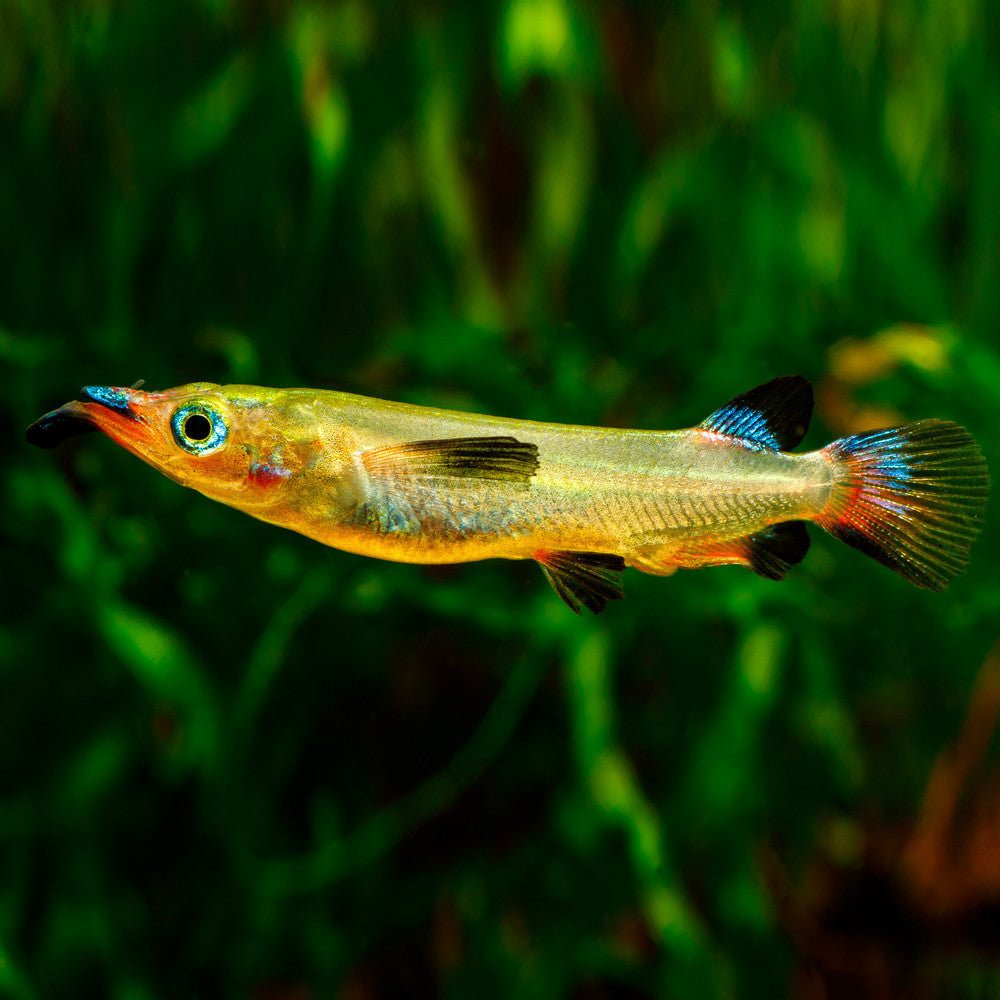 Demi-bec Celebes (Nomorhamphus liemi)