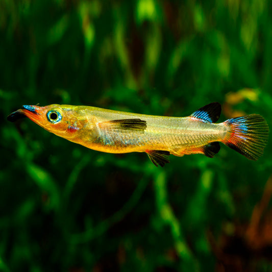 Demi-bec Celebes (Nomorhamphus liemi)