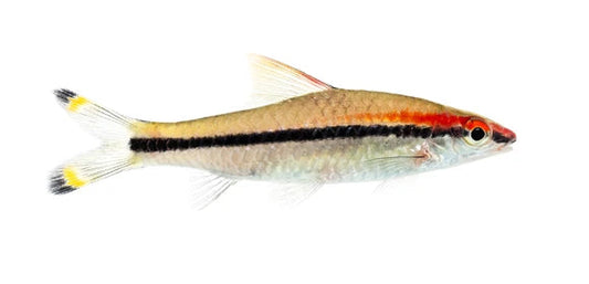 Denison Barb (torpedo) - NageoireBleue