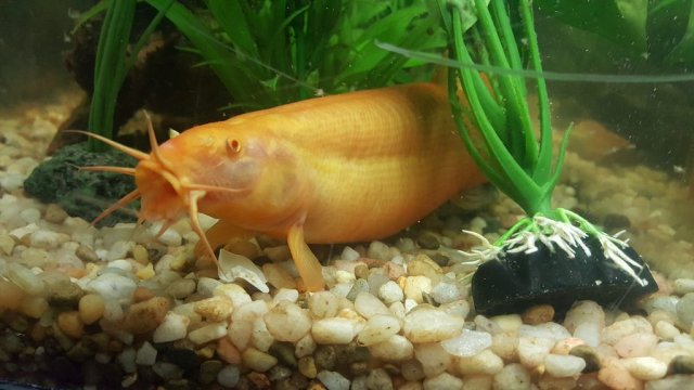 Loach dojo "Gold" (Livraison)