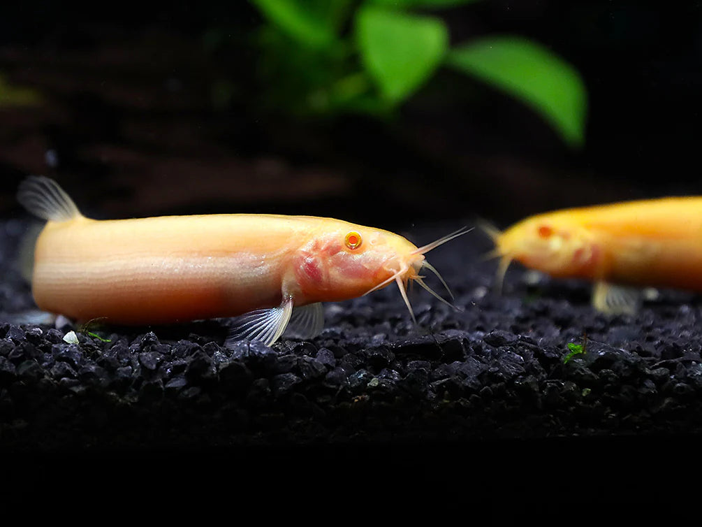 Loach dojo "Gold" (Livraison)