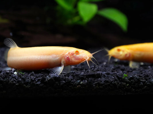 Loach dojo "Gold" (Livraison)
