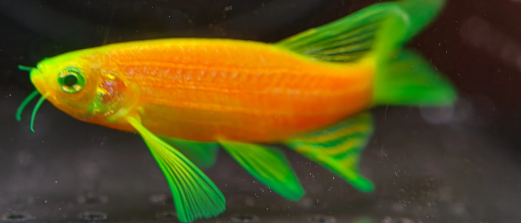 Danio couleur double