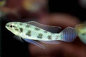 Cichlid Chessboard - NageoireBleue