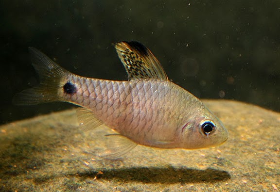 Barbus à nageoire-drapeau (Oreichthys crenuchoides)