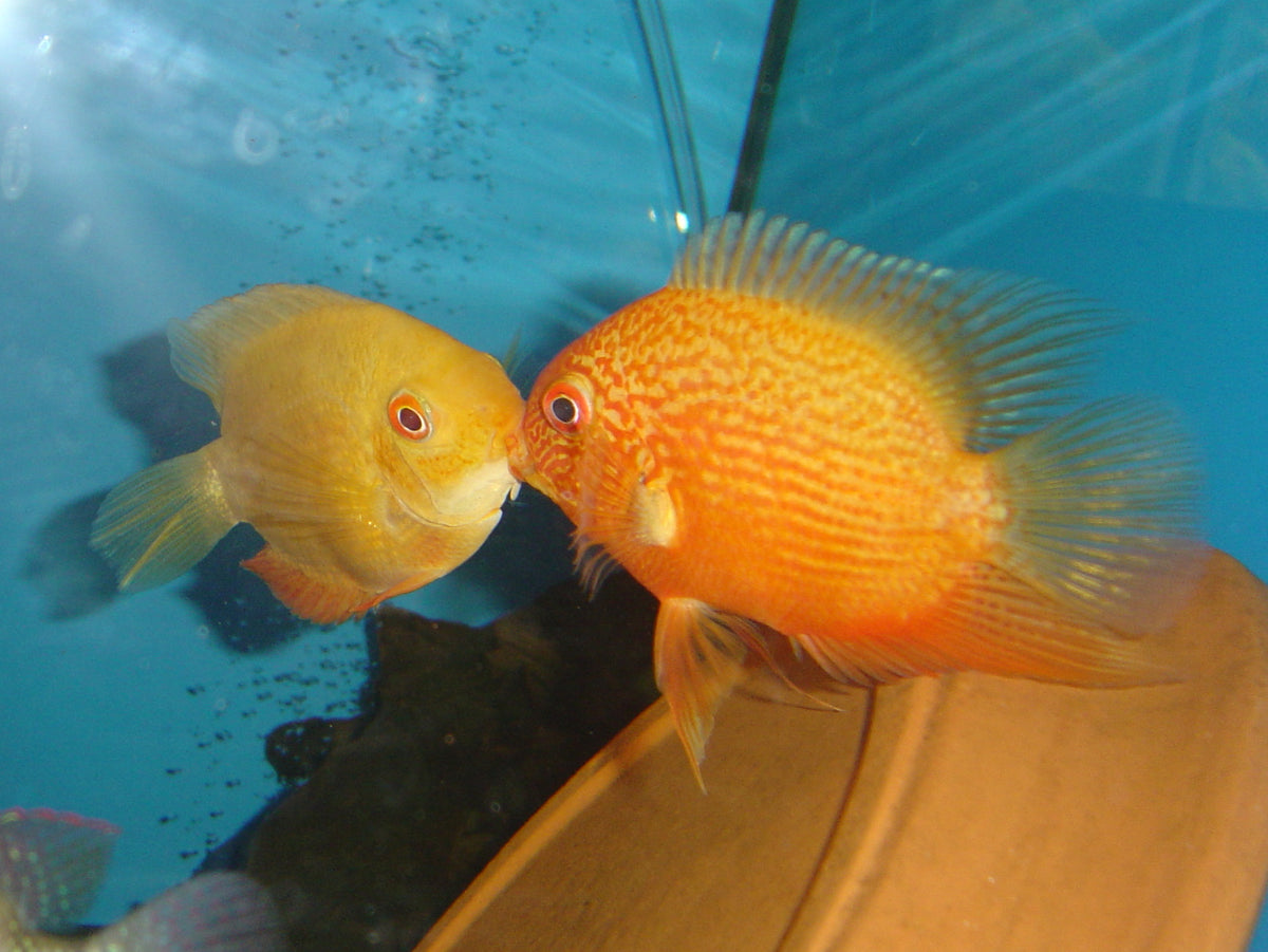 Severum Red Spotted (COUPLE) (PRIX POUR LE COUPLE) - NageoireBleue