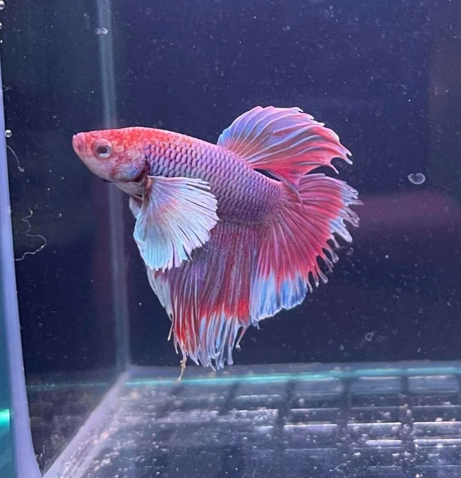 Betta Dumbo Male (Photo à titre indicatif, les couleurs peuvent varier)