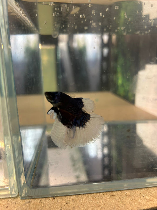 Betta Male (Blanc et Bleue)