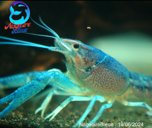 Écrevisse bleue - NageoireBleue