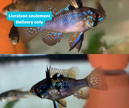 Ramirezi Noir Électrique - NageoireBleue