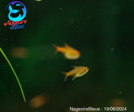 Ember Tetra - NageoireBleue