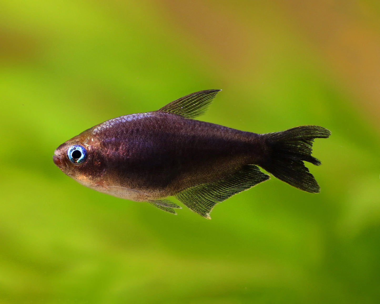 Tetra emperor Black 