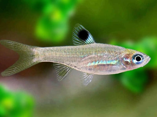 Eye spot rasbora