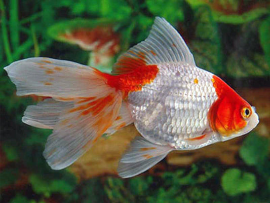 Poisson rouge à queue en éventail Rouge et Blanc (Fantail) - NageoireBleue