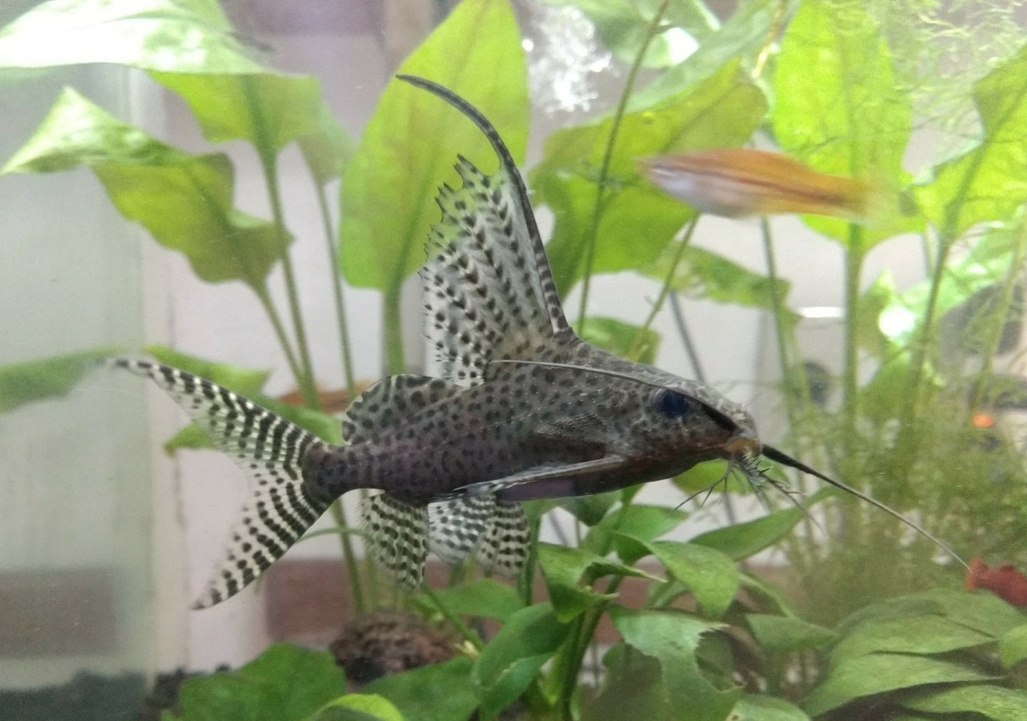 Poisson chat "Featherfin Squeaker" (Synodontis eupterus) (Livraison)