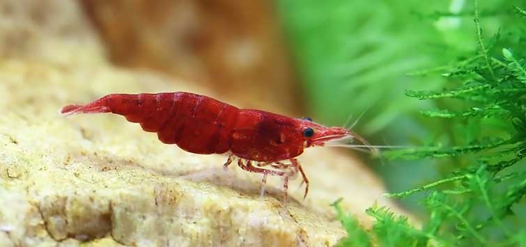 Crevette Rouge Feux / Fire Red Shrimp - NageoireBleue