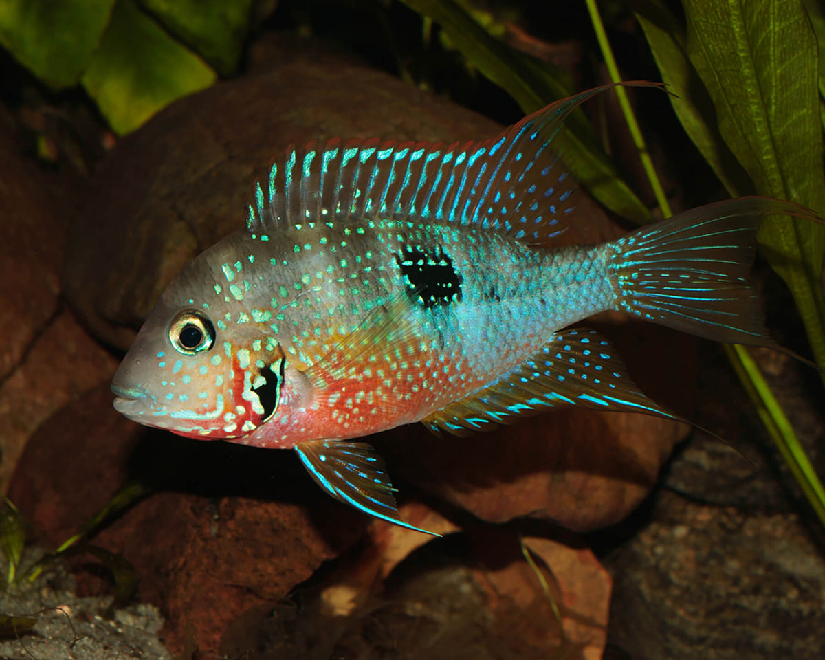 Cichlid Firemouth Elliot's
