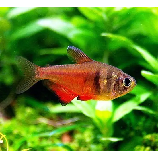 Tetra Flame - NageoireBleue