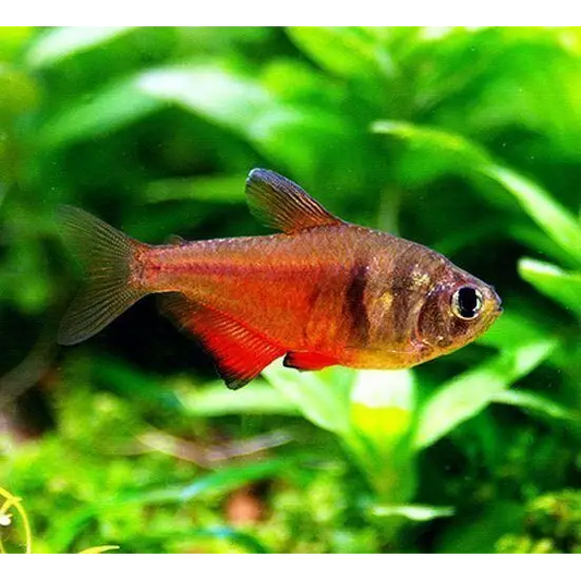 Tetra Flame - NageoireBleue