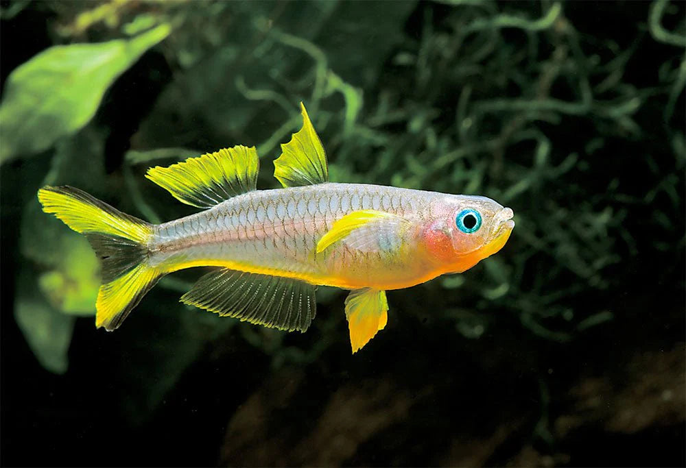 Rainbow Forktail Blue-eye - NageoireBleue