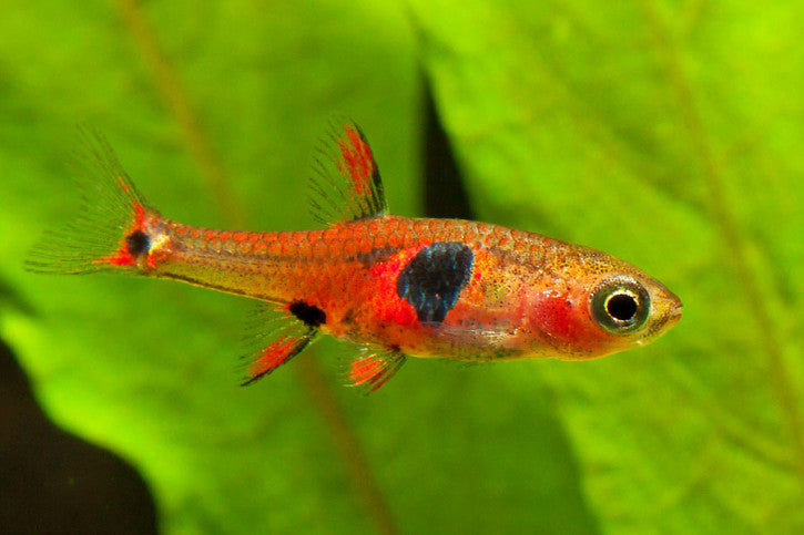 Combo rasbora Fraise (Boraras naevus) - NageoireBleue