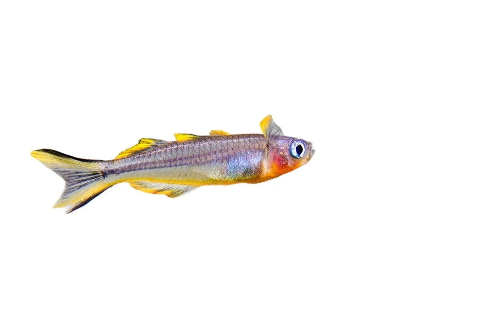 Rainbow Forktail Blue-eye - NageoireBleue