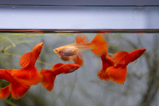 Guppy Albino Full Red MALES - NageoireBleue