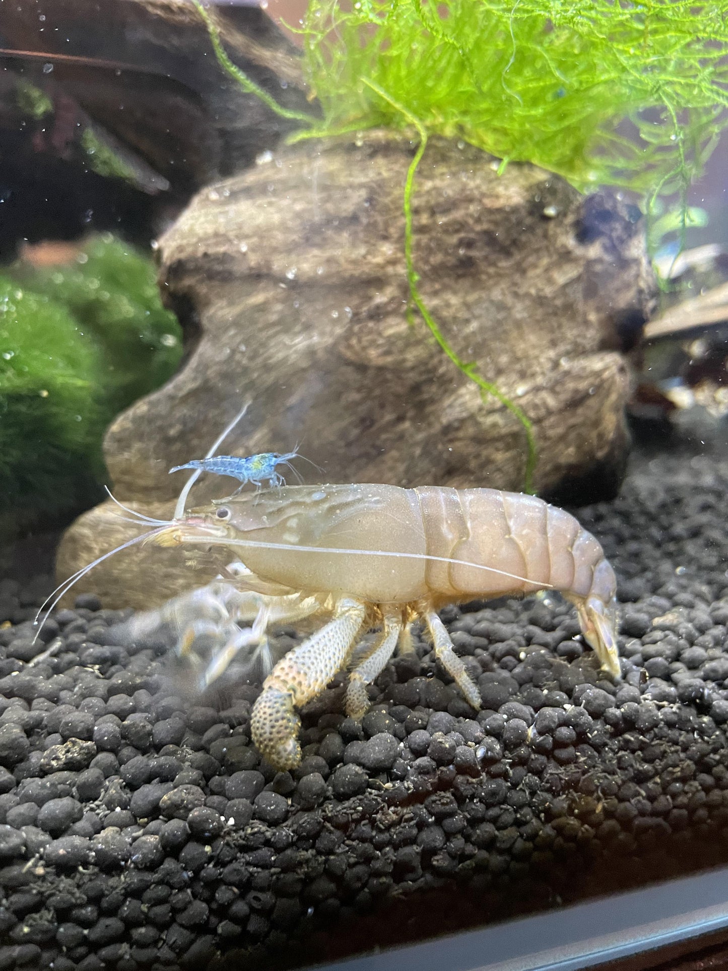 Crevette filtreuse du Gabon bleue