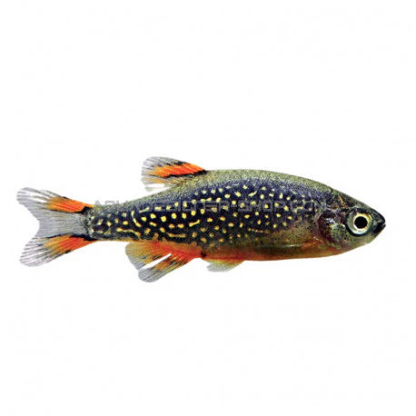Combo Rasbora Galaxy - NageoireBleue
