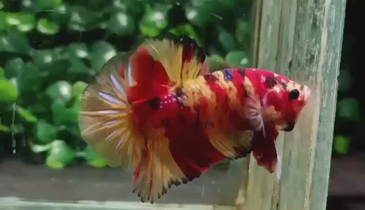 Galaxy Nemo Betta (Photo à titre indicatif, les couleurs peuvent varier) - NageoireBleue