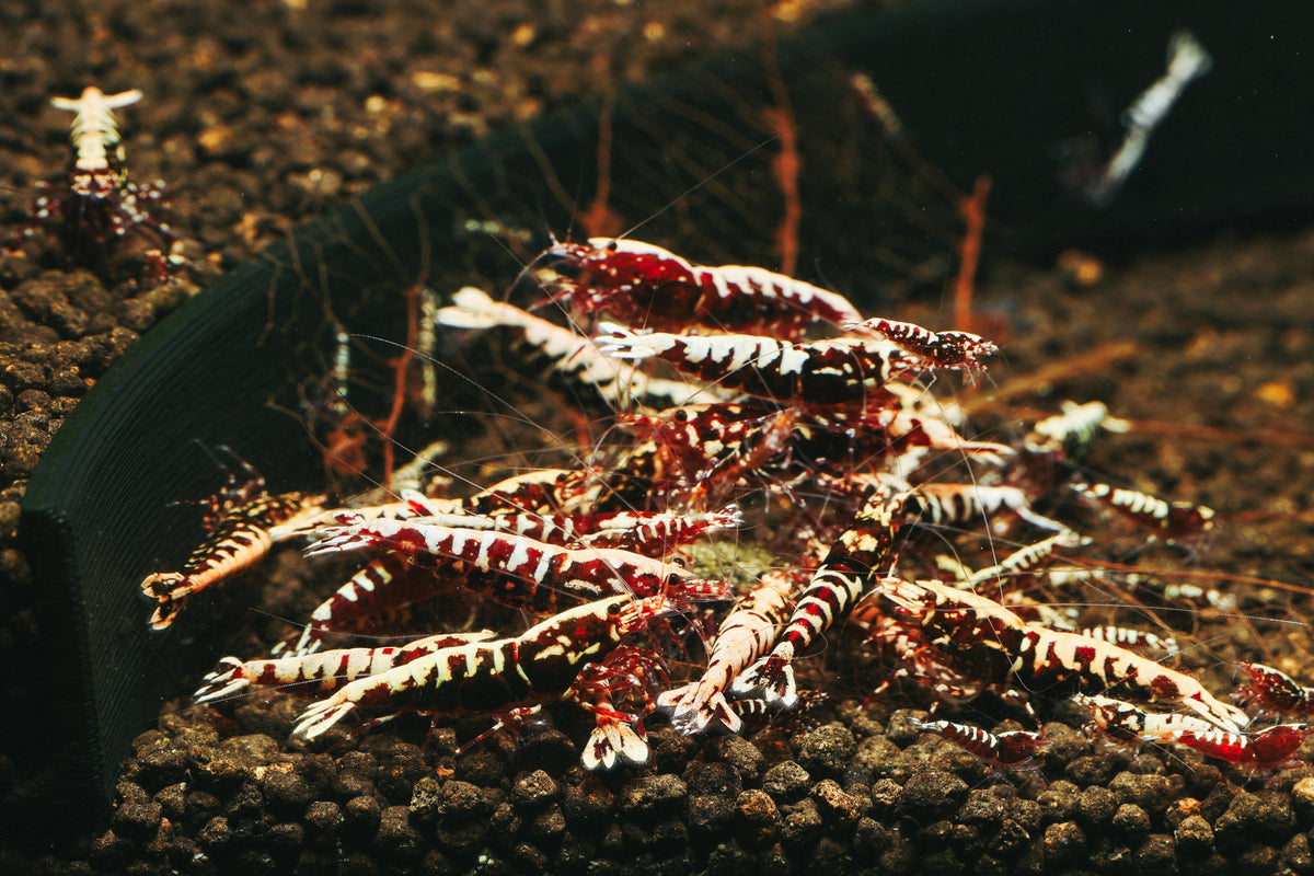 Crevette Rouge Galaxy Pinto Fishbone - NageoireBleue