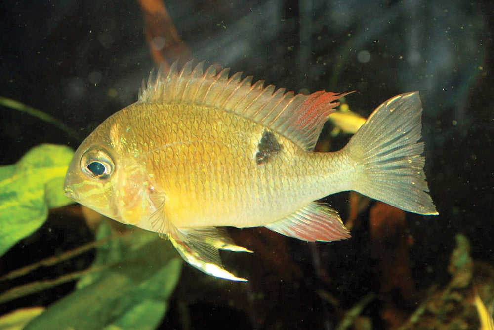 Cichlidé mangeur de terre d'Orénoque 2 pouces (Livraison)