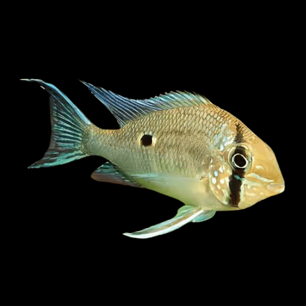 Cichlidé mangeur de terre d'Orénoque 2 pouces (Livraison)