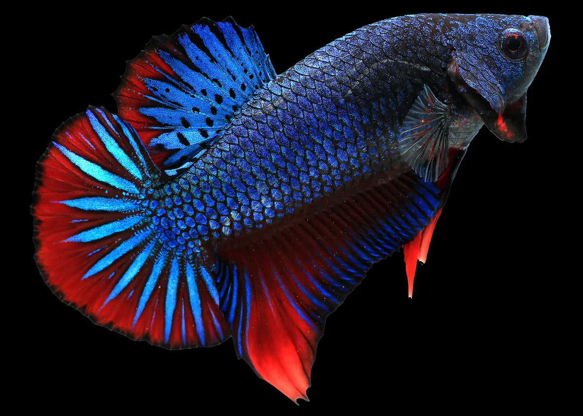 Betta géant à nageoires courtes (Photo à titre indicatif, les couleurs peuvent varier)