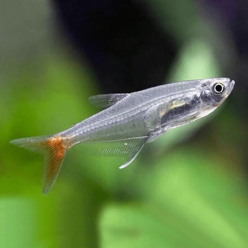 Tétra "Glass Bloodfin" (Livraison seulement)