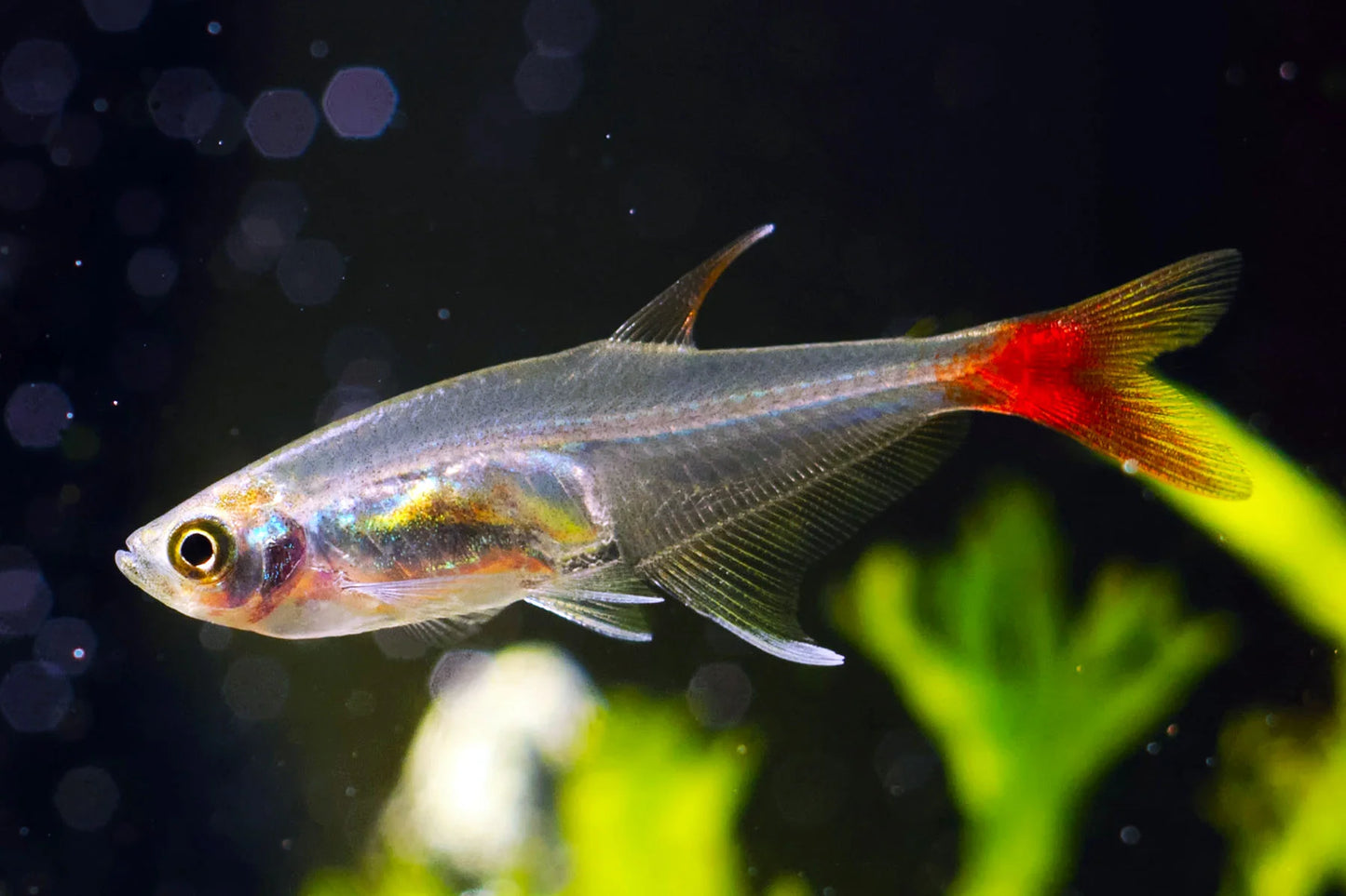 Tétra "Glass Bloodfin" (Livraison seulement)